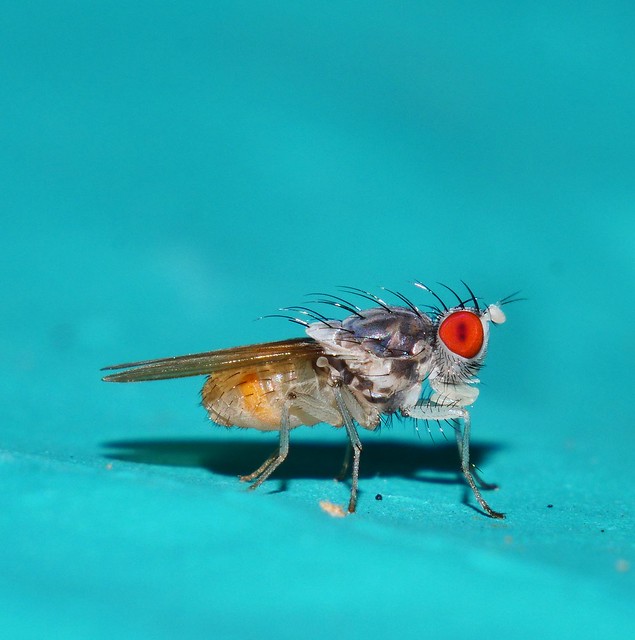 Happy fly day Friday - Whiskery Red eye White bustle fly Minettia sp Lauxaniidae Diptera Mandalay rainforest Airlie Beach P1033993