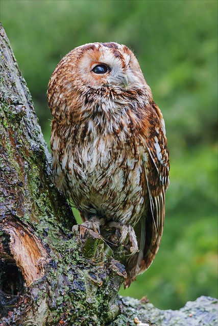 Tawny Owl peering up from its perch on the edge of a tree trunk