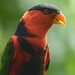 Indonesia DAREX005 Black-capped lory I @andhy ps