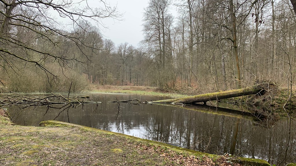 Het Zoniënwoud | Un bosque de patrimonio mundial Het Zoniënwoud | Un bosque de patrimonio mundial