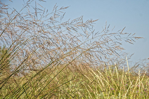 Grasses On the waterfront at Manistee, August of 2013.