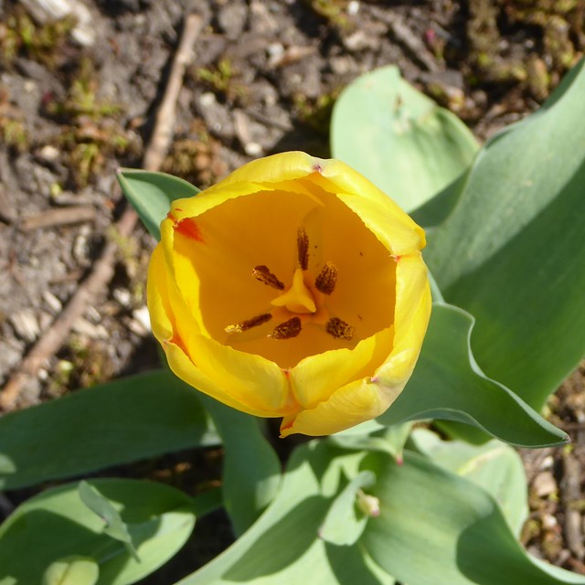 Lombard, IL, Lilacia Park, Yellow Tulip