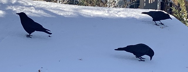 Crows on the snowy shed