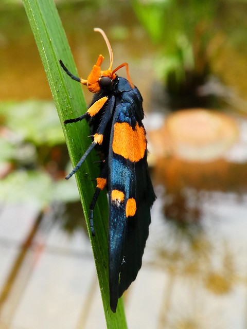 Egybolis vaillantina - Teigne africaine du pêcher (FR) - African Peach Moth (UK)
