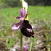 Ophrys de la via aurelia