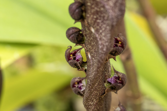Bulbophyllum purpureorhachis  コブラオーキッド