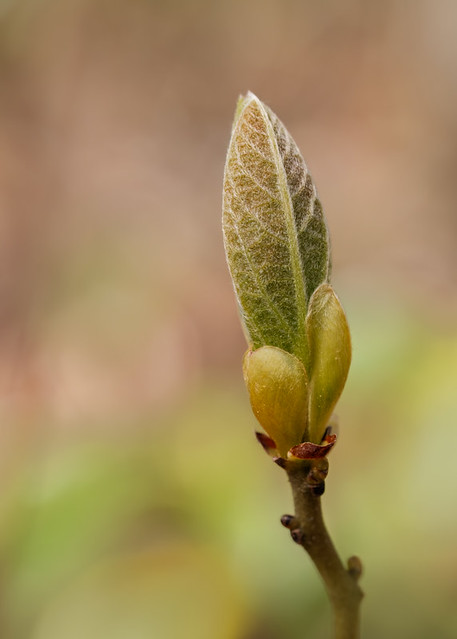 Spicebush Leaf Bud