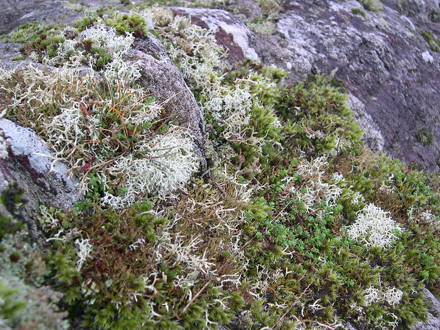Mousses et lichens du Massif Armoricain.