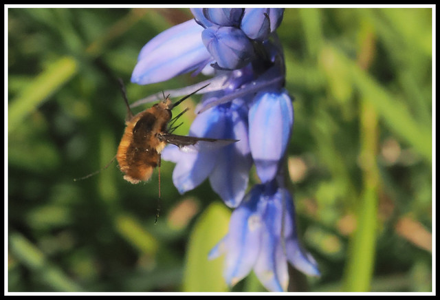 Bee fly and Bluebell