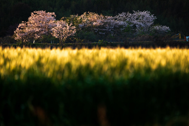 麦と桜ーWheat and Cherry Blossoms