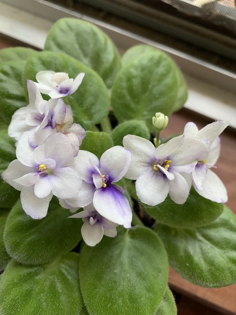 Mini Violets