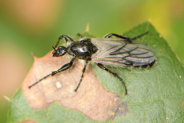 March Fly (Bibionidae) on an oak leaf