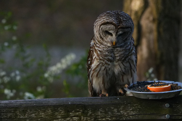 Surprise early morning sighting...barred owl checking out the feeders