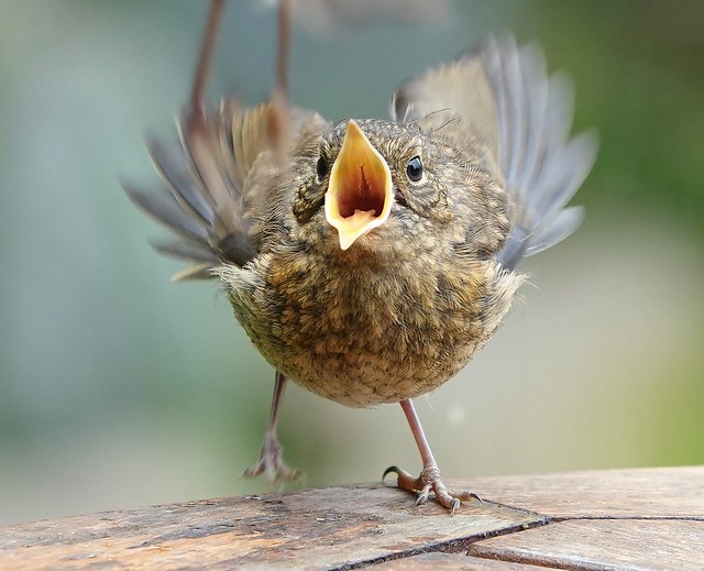 begging juvenile robin