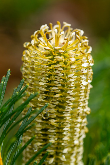 Banksia spinulosa 