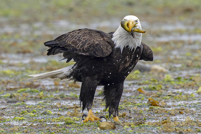 Bald Eagle fishes at low tide