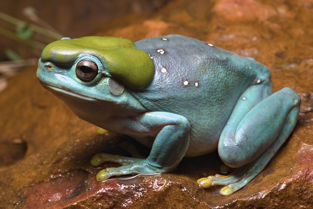 Magnificent Tree Frog (Litoria splendida)