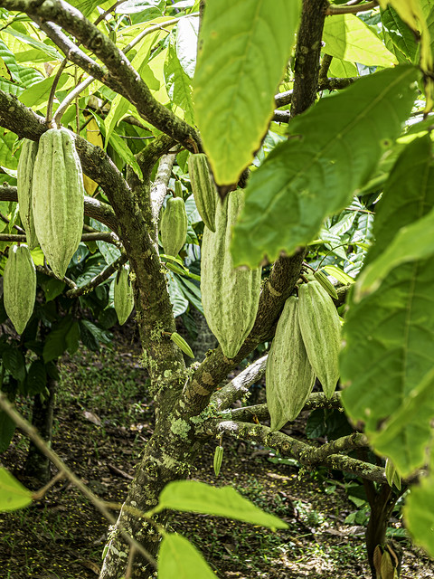 Green Cacao Pods on Tree
