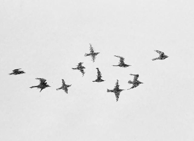 Ballpoint pen Scribble sketch of birds flying overhead, drawings by jmsw on 200gsm card.
