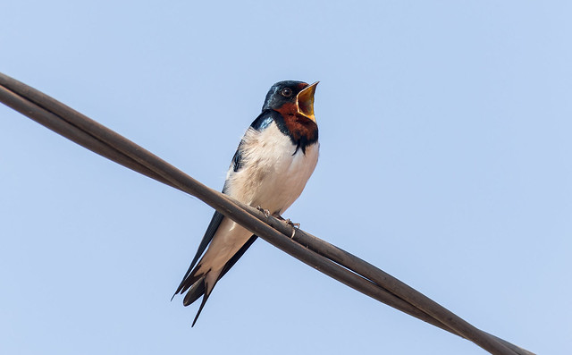 Hirundo lucida | Red-chested swallow
