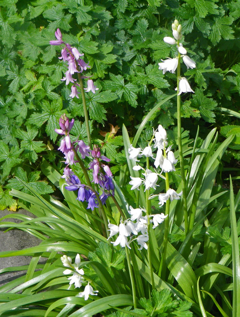 White, Pink and Bluebells