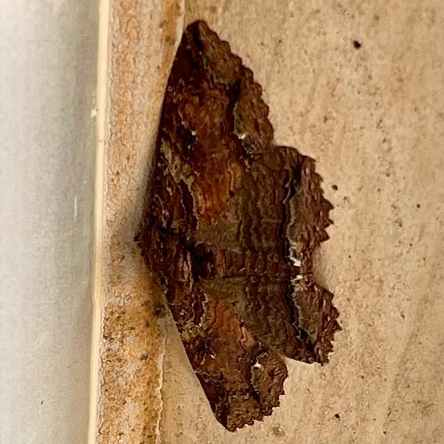 This is a moth. Specifically a lunate zale moth. Details from Wikipedia below.  The reason I’m posting, though, isn’t the moth…it’s that my iPhone told me what it was. I took a pic using the built-in camera app, and planned to edit it - crop it - to then