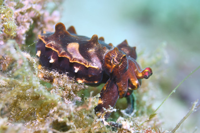 Flamboyant Cuttlefish - Mar 2024 - 6
