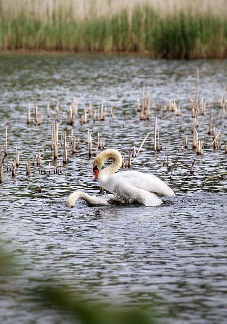 couple of white swans @Abdij van Park in Heverlee