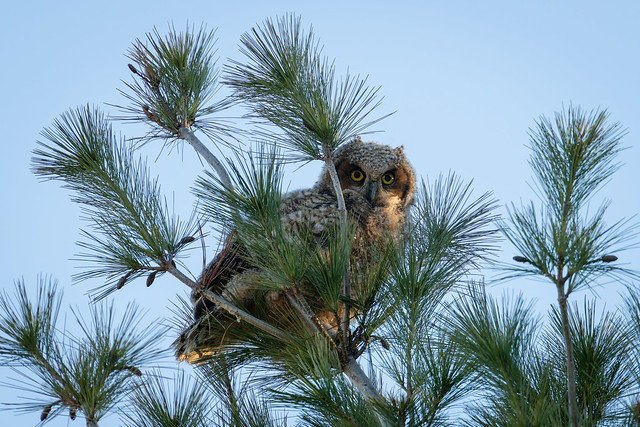 2nd Owlet Branching Out