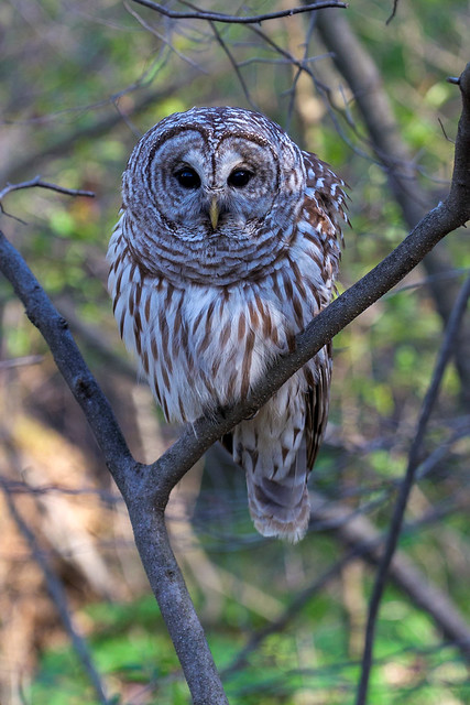 Barred Owl, Innis Woods Metro Gardens
