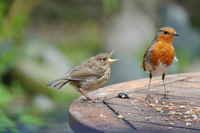 Juvenile and adult robins
