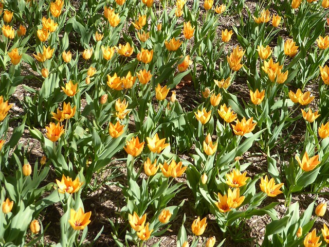 Lombard, IL, Lilacia Park, Yellow Tulip Bed