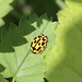 14 spot ladybird_4941 copy
