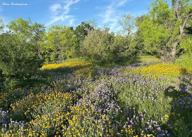 Texas Spring wildflowers