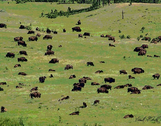 home where the buffalo roam, Custer State Park, SD