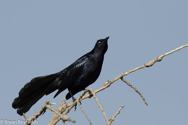 Great-tailed Grackle, Quiscalus mexicanus, male