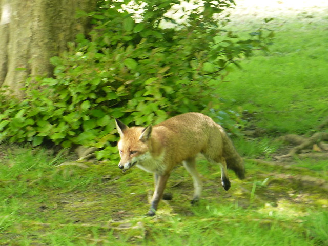 Bushy Park Fox