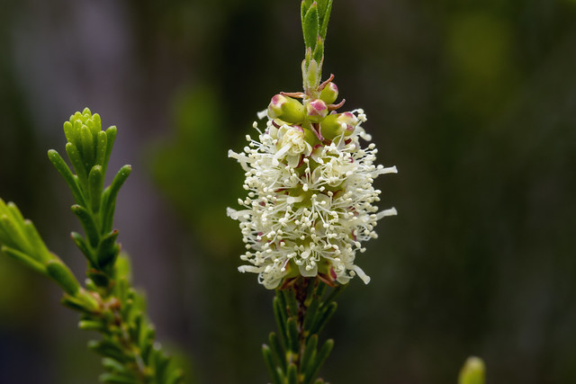 Melaleuca ericifolia  ラベンダーティーツリー