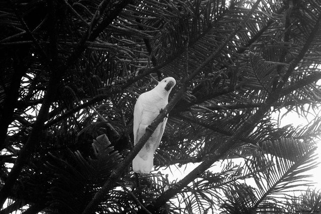 Sulphur-crested Cockatoo [IMG_0579]