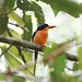 Indonesia DAREX005 Red-breasted Paradise-Kingfisher I @maurits kafiar