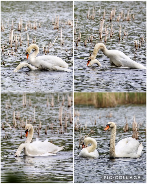 couple of white swans @Abdij van Park in Heverlee