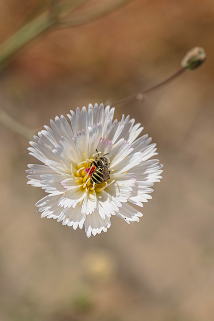 Cliff Desertdandelion with a Bee