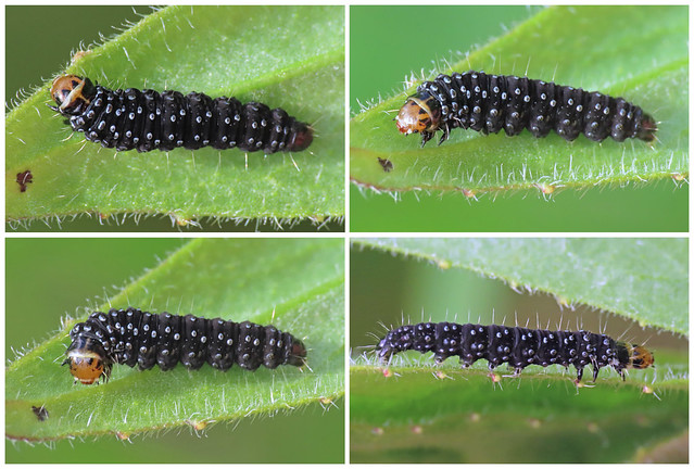 Moth Larva, Carlisle, 26 April, 26 April 24