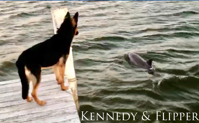 A Dog’s Life: Kennedy And His Love Of Dolphins - IMRAN™