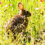 Rabbit 2019 06 02 04 Stansberry Lake, Washington 2019