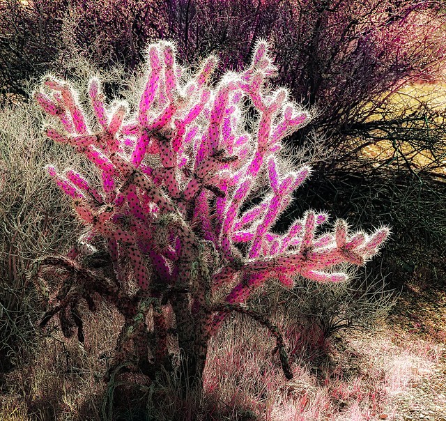Cholla in Infrared