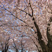 Cherry Blossoms In Bloom