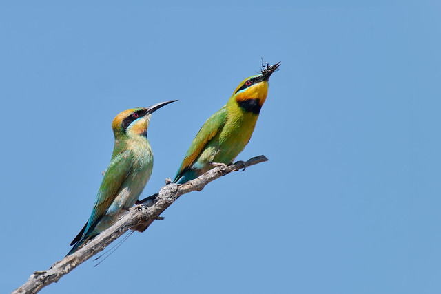 Rainbow Bee-eater(s) (1) - NT - Mindil Beach - 20230906