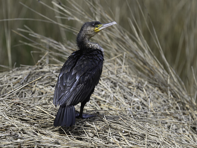 (211) Bird - Cormorant - Benacre Broad