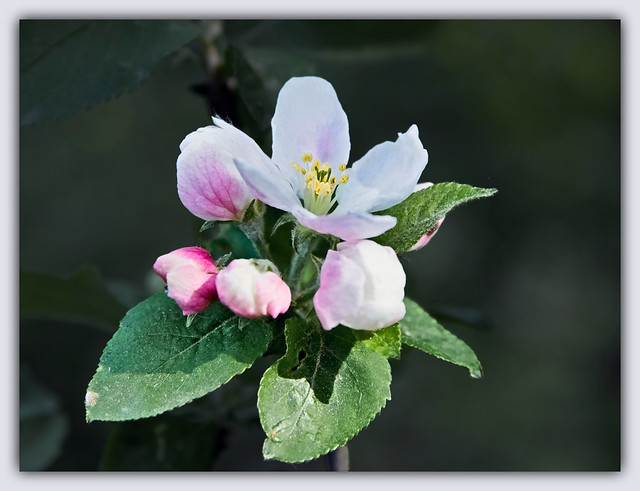 Lovely apple bloom